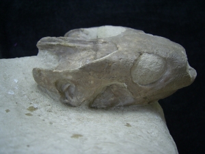 Schildkröten Schädel aus dem Oligozän