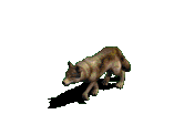 Wolf Schädelstück mit Zahn