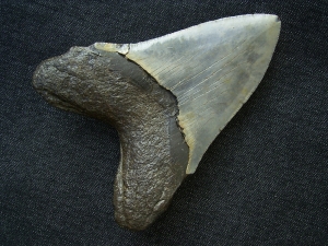 Megalodon Zahn aus dem Miozän