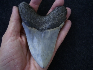 Megalodon Zahn aus dem Miozän