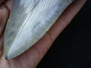 Megalodon Zahn aus dem Miozän