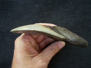 Megalodon Zahn aus dem Miozän
