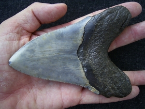 Megalodon Zahn aus dem Miozän