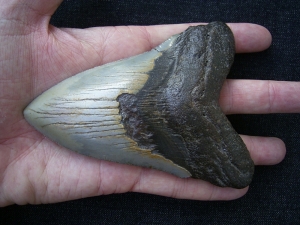 Megalodon Zahn aus dem Miozän