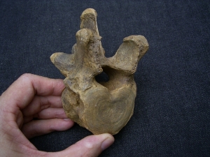 Wirbel vom Höhlenbär Ursus spelaeus