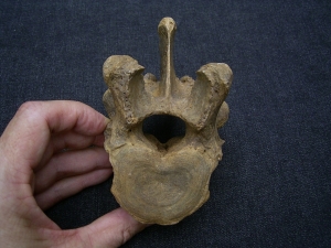 Wirbel vom Höhlenbär Ursus spelaeus