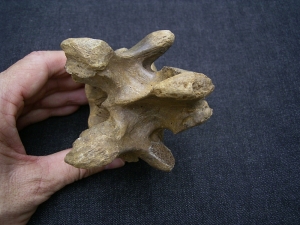 Wirbel vom Höhlenbär Ursus spelaeus