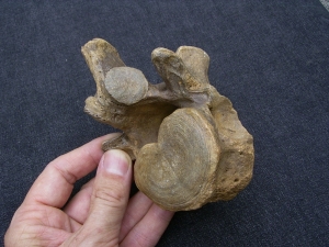 Wirbel vom Höhlenbär Ursus spelaeus