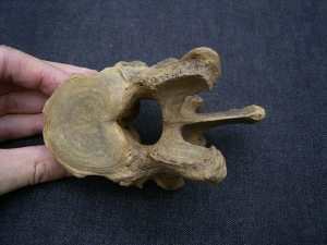 Wirbel vom Höhlenbär Ursus spelaeus