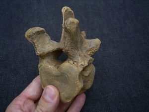Wirbel vom Höhlenbär Ursus spelaeus
