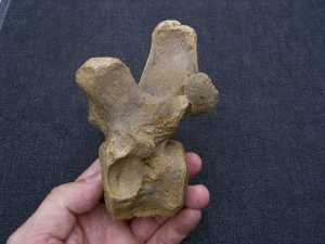 Wirbel vom Höhlenbär Ursus spelaeus