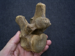 Wirbel vom Höhlenbär Ursus spelaeus