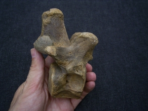 Wirbel vom Höhlenbär Ursus spelaeus