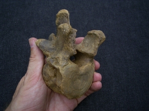 Wirbel vom Höhlenbär Ursus spelaeus