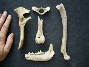 Wolf bones and jaw