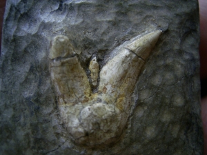 Orthacanthus Zahn - Süßwasser Hai