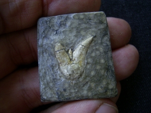 Orthacanthus Zahn - Süßwasser Hai