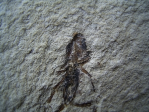 Frosch aus El Salvador