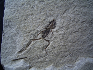 Frosch aus El Salvador