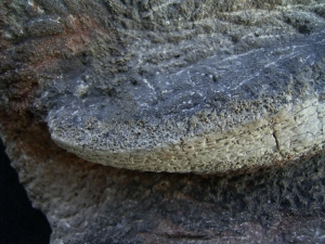 Trimerorhachis Kiefer