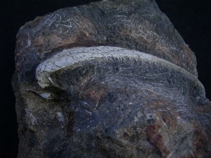 Trimerorhachis Kiefer