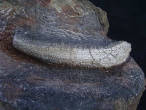 Trimerorhachis Kiefer