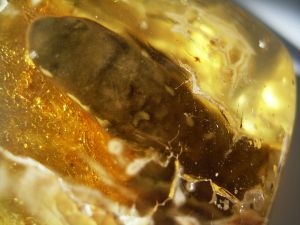 Blindschleiche in Kopal