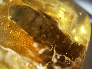 Blindschleiche in Kopal