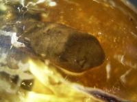 Blindschleiche in Kopal