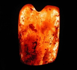 Leguan Anolis in Kopal