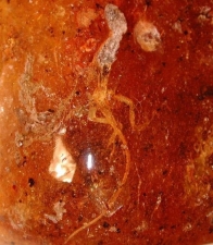 Leguan Anolis in Kopal