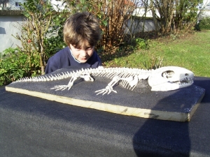 A 1 Captorhinus magnus