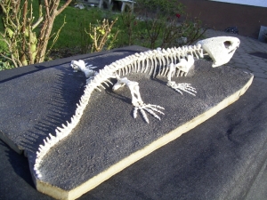 A 1 Captorhinus magnus