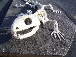 A 1 Captorhinus magnus