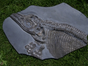 Ichthyosaurier Muttertier mit mehreren Embryonen im Bauch