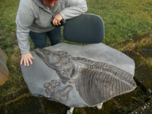 Ichthyosaurier Muttertier mit mehreren Embryonen im Bauch