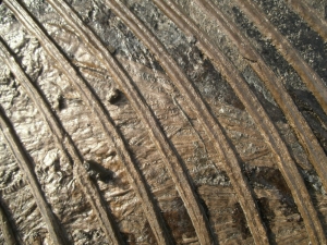 Ichthyosaurier Muttertier mit mehreren Embryonen im Bauch