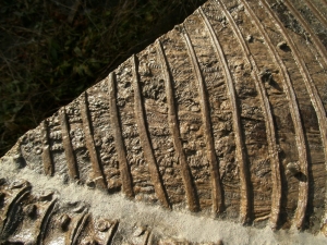 Ichthyosaurier Muttertier mit mehreren Embryonen im Bauch