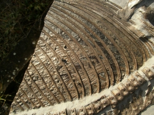 Ichthyosaurier Muttertier mit mehreren Embryonen im Bauch