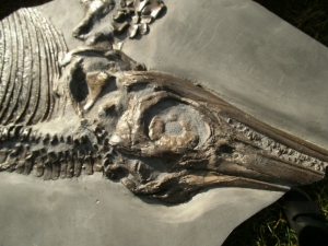 Ichthyosaurier Muttertier mit mehreren Embryonen im Bauch