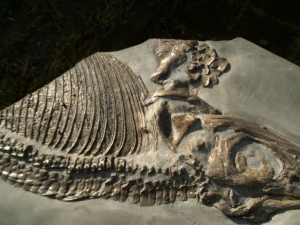 Ichthyosaurier Muttertier mit mehreren Embryonen im Bauch