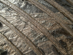 Ichthyosaurier Muttertier mit mehreren Embryonen im Bauch