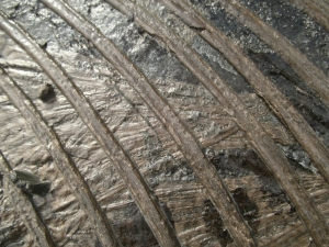 Ichthyosaurier Muttertier mit mehreren Embryonen im Bauch