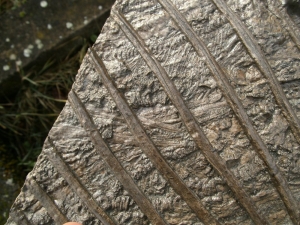 Ichthyosaurier Muttertier mit mehreren Embryonen im Bauch