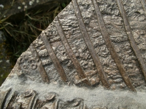 Ichthyosaurier Muttertier mit mehreren Embryonen im Bauch