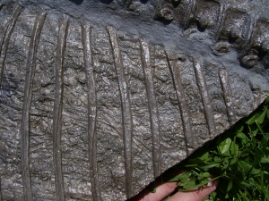 Ichthyosaurier Muttertier mit mehreren Embryonen im Bauch