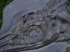 A 1 Ichthyosaurier Muttertier mit mehreren Embryonen im Bauch