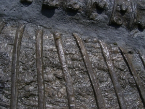 Ichthyosaurier Muttertier mit mehreren Embryonen im Bauch