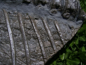 Ichthyosaurier Muttertier mit mehreren Embryonen im Bauch