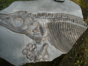 A 1 Ichthyosaurier Muttertier mit mehreren Embryonen im Bauch